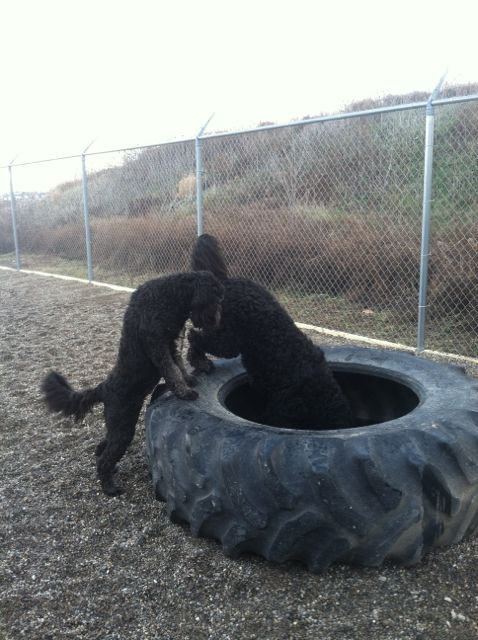 Dogs exploring tractor tire