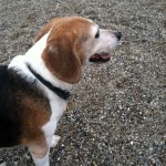 Murphy the Beagle