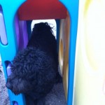 Black dog walking through playground tunnel