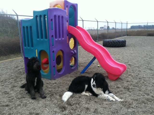 Two dogs sitting outside of playground equipment